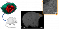 ArticleTreussartNanoscale2021