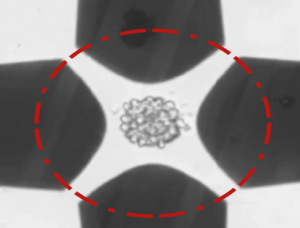 Piège à cellules