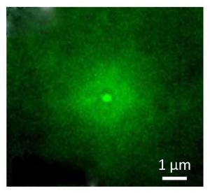 Fluorescence detection of ROS produced by a single gold nanorod