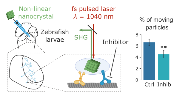 Transport Axonal avec optique non linéaire